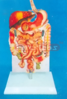 DESK-TYPE, HUMAN COMMON DISEASES OF THE DIGESTIVE SYSTEM MODEL WIDESCRIPTION PLATE